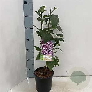 Syringa v. 'Katherine Havemeyer' 30-40 cm 2,0L