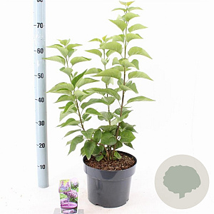 Syringa v. 'Katherine Havemeyer' 40-50 cm 5,0L