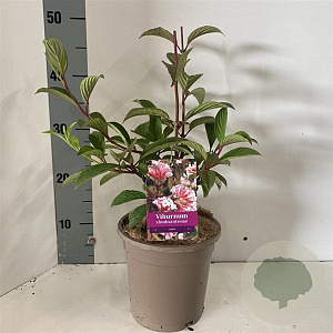 Viburnum bodn. 'Dawn' 40-50 cm 2,0L