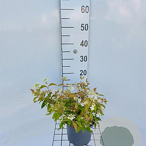 Viburnum plic. 'Watanabe' 30-40 cm 3,0L