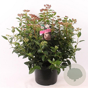 Viburnum tinus 30-40 cm 5,0L