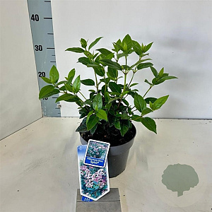 Viburnum tin. Spirit 25-30 cm 2,0L