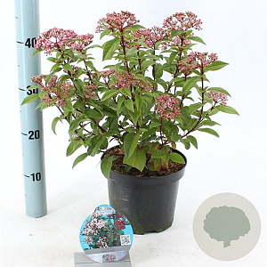 Viburnum tin. Spirit 30-35 cm 3,0L