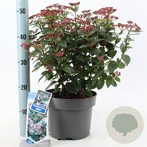 Viburnum tin. Spirit 35-45 cm 5,0L