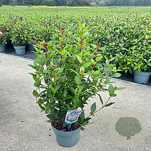 Viburnum tin. Spirit 35-45 cm 5,0L