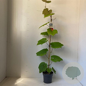 Vitis coignetiae 70 cm 2,0L met stok