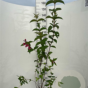 Weigela 'Bristol Ruby' 125-150 cm 5,0L