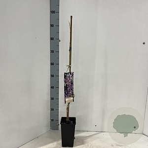 Wisteria formosa 60 cm C1.5 met stok