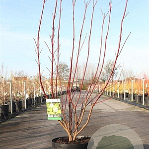 Cornus alba 'Aurea' 80-100 cm 10L
