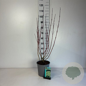 Cornus alba 'Elegantissima' 60-80 cm cont. 65L