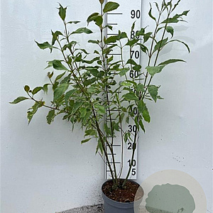 Cornus alba 'Gouchaultii' 100-125 cm 5,0L