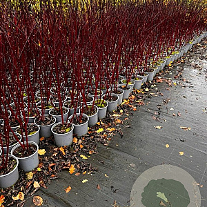 Cornus alba 'Kesselringii' 80-100 cm 2,0L