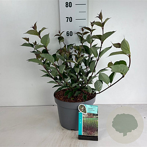 Cornus alba 'Kesselringii' 80-100 cm 10L