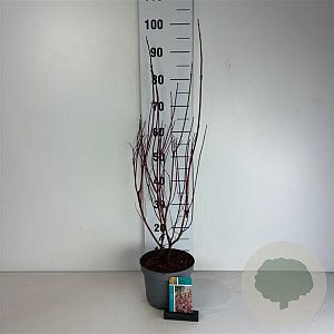 Cornus alba Miracle 60-80 cm 35L