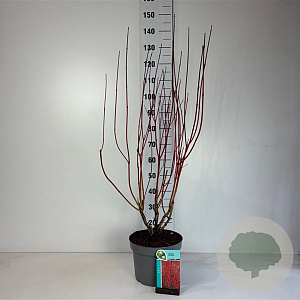Cornus alba 'Sibirica' 60-80 cm 10L