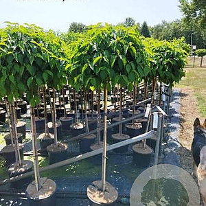 Cornus sericea 'Kelseyi' 120 cm stam 12L 3jr.kroon