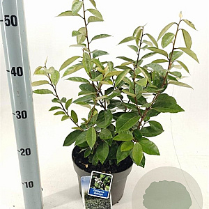 Elaeagnus ebbingei 40-50 cm 3,0L