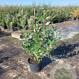 Elaeagnus ebbingei 80-100 cm 7,5L