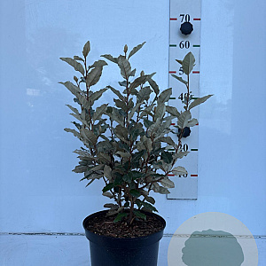 Elaeagnus ebb. 'Compacta' 40-60 cm 5,0L