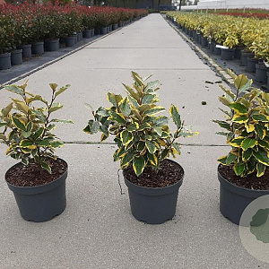 Elaeagnus ebb. 'Viveleg' GM C3