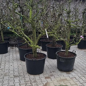 Pyrus c. 'Conference' 30-40 cm cont. 130L solitair najaarspotting