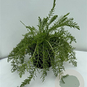 Achillea m. 'Cerise Queen' GM 2,0L