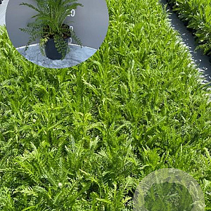 Achillea m. 'Cerise Queen' GM 2,0L