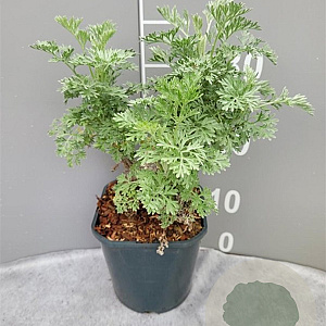 Artemisia 'Powis Castle' GM 2,0L