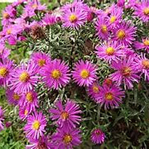 Aster n.-b. 'Winston Churchill' GM 2,0L