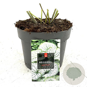 Brunnera macr. 'Jack Frost' GM 2,0L