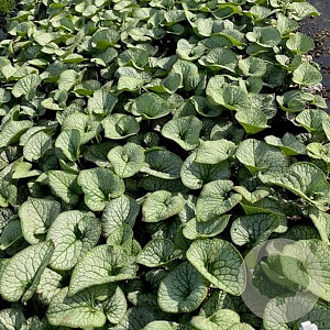Brunnera macr. 'Jack Frost' GM 2,0L