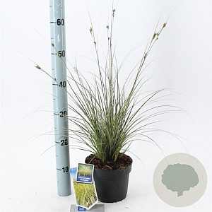 Carex brunnea 'Aureomarginata' 25-30 cm 2,0L