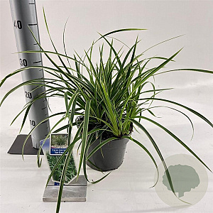 Carex morrowii 'Ice Dance' 20-25 cm 2,0L