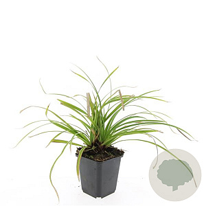 Carex morrowii 'Ice Dance' GM P9