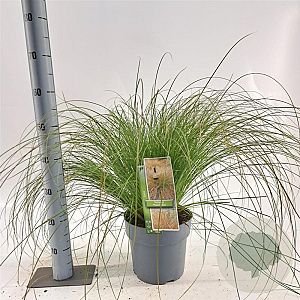Carex testacea 'Prairie Fire' 30-40 cm 6,5L