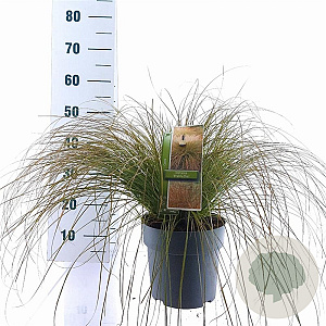 Carex testacea 'Prairie Fire' 30-40 cm 6,5L
