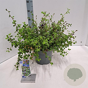 Ceratostigma griffithii 30-40 cm 5,0L