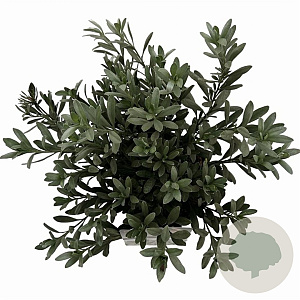 Convolvulus cneorum 20-25 cm P17