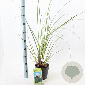 Cortaderia s. 'Evita' 60-80 cm 3,0L