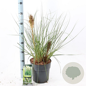 Cortaderia s. Tiny Pampa 50-60 cm 6,5L