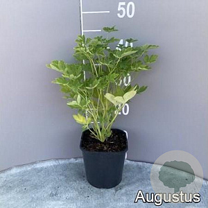 Dicentra spectabilis GM 2,0L