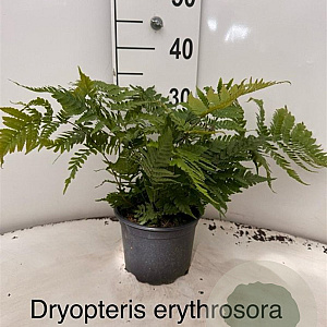 Dryopteris erythrosora 20-25 cm 2,0L