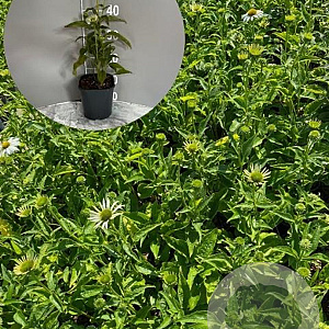 Echinacea p. 'Alba' GM 2,0L