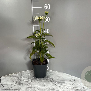 Echinacea p. 'Alba' GM 2,0L