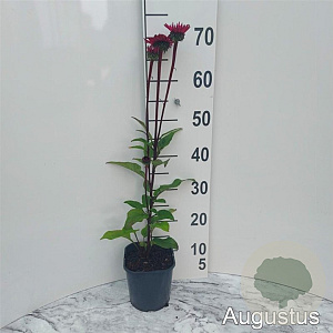 Echinacea p. 'Fatal Attraction' GM 2,0L