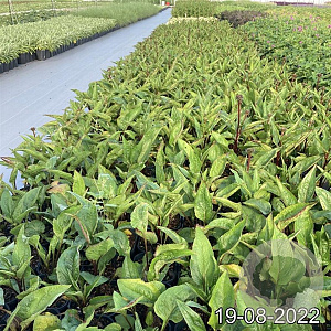 Echinacea p. 'Fatal Attraction' GM 2,0L