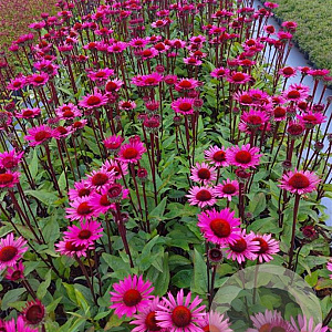 Echinacea p. 'Fatal Attraction' GM 2,0L