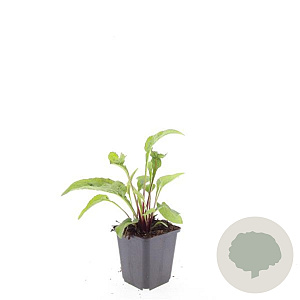 Echinacea p. 'Magnus' GM P9