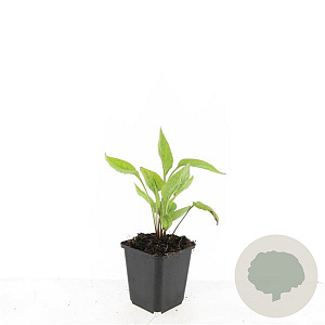 Echinacea p. 'White Swan' GM P9