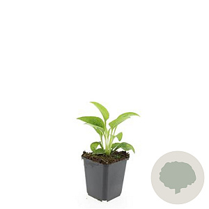 Echinacea p. 'White Swan' GM P9